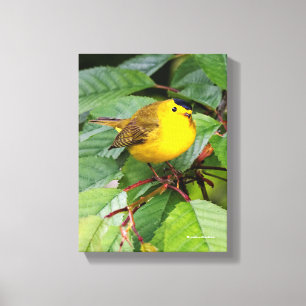 Impressão Em Tela Linda Warbler de Wilson na árvore cerejeira