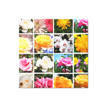 Lindas flores coloridas, rosa, rosa branca amarela