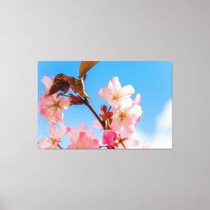 Impressão Em Tela Lindas Flores de Sakura Abertas ao Sol da Primaver