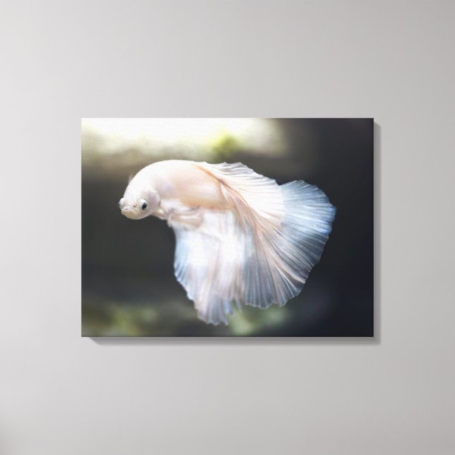 Impressão Em Tela Lindo Peixe Branco de Combate Siamês Betta (Frente)