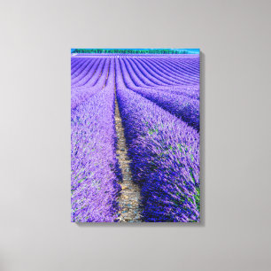 Impressão Em Tela Linhas de Lavanda, Provença, França