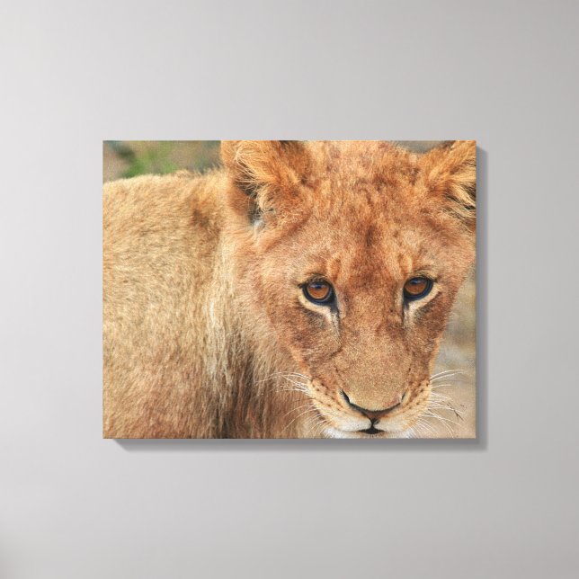 Impressão Em Tela Lion Cub (Frente)