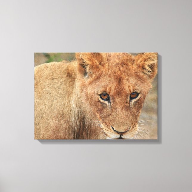 Impressão Em Tela Lion Cub (Frente)