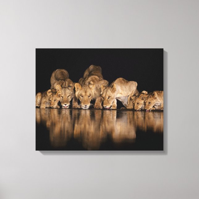 Impressão Em Tela Lion Pride Drinks at the Water Hole at Night (Frente)