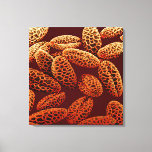 Impressão Em Tela Lírio