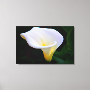 Impressão Em Tela Lírio de Calla
