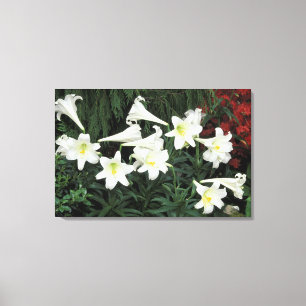 Impressão Em Tela Lírio-de-páscoa (Lilium regale)