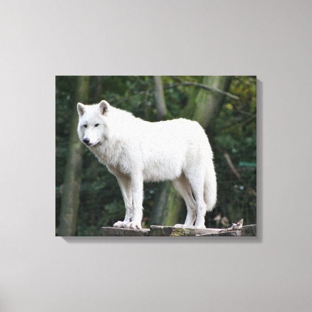 Impressão Em Tela Lobo Branco Selvagem (Frente)