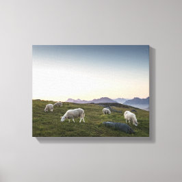 Impressão Em Tela Lofoten Islands Sheep