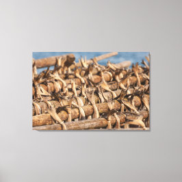 Impressão Em Tela Lofoten Stockfish