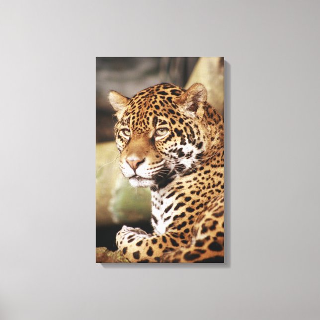 Impressão Em Tela Lona Envolta Jaguar (Frente)