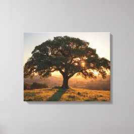 Impressão Em Tela Lone Oak Hill Country Poster - Texas Landscape 