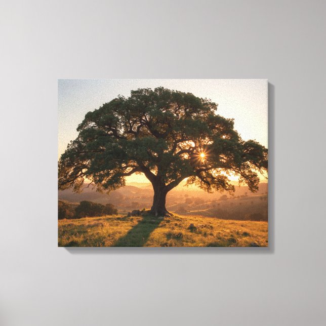 Impressão Em Tela Lone Oak Hill Country Poster - Texas Landscape  (Frente)