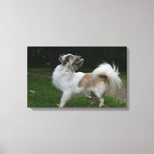 Impressão Em Tela Long Haired Chihuahua olhando para a câmera