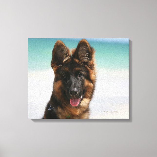 Impressão Em Tela Long Haired German shepherd Beach (Frente)