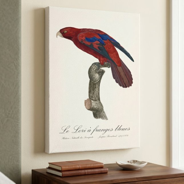 Impressão Em Tela Lório-de-cauda-vermelha, Trichoglossus borneus (Long-Tailed Red Lory, Trichoglossus borneus. Canvas Print)