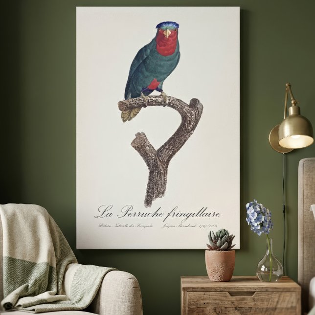 Impressão Em Tela Loriqueut de Coroa Azul, Vini Australis (Blue-Crowned Lorikeet, Vini Australis. Canvas Print)