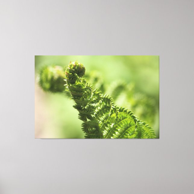 Impressão Em Tela Lovely Green Fern (Frente)