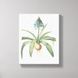 Impressão Em Tela lula peruana (Scilla peruviana) por Redouté