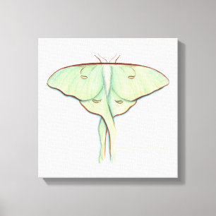 Impressão Em Tela Luna Moth