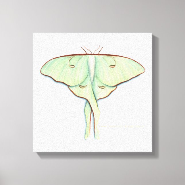 Impressão Em Tela Luna Moth (Frente)