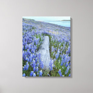 Impressão Em Tela Lupine Field