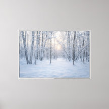Luz de Inverno em Floresta Silenciosa de Bétulas