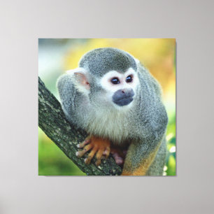 Impressão Em Tela Macaco 004