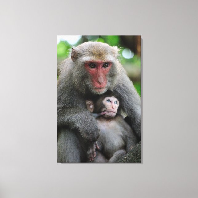 Impressão Em Tela Macaco Amamentando Seu Bebê (Frente)