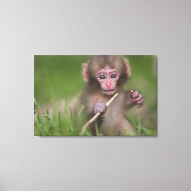 Impressão Em Tela Macaco-Bebê (Frente)