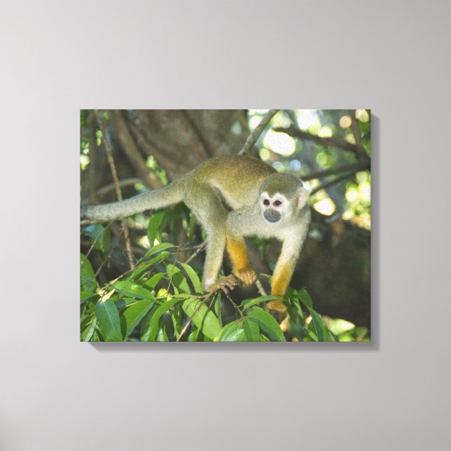 Impressão Em Tela Macaco-de-cheiro-comum, (Saimiri sciureus), Rio (Frente)