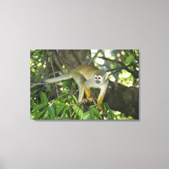 Impressão Em Tela Macaco-de-cheiro-comum, (Saimiri sciureus), Rio (Frente)