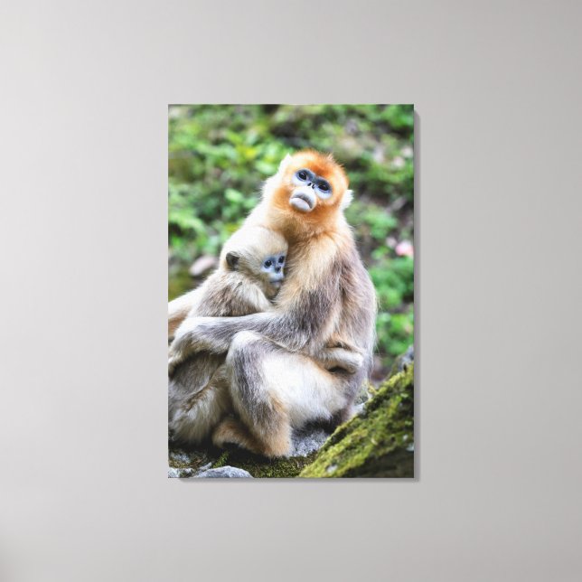 Impressão Em Tela Macaco-Dourado-de-Nariz-Arrebitado com Bebê (Frente)