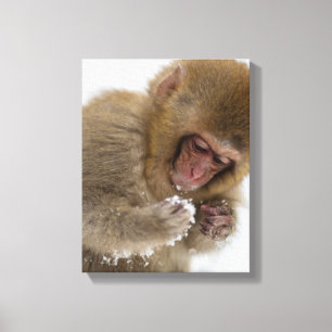 Impressão Em Tela Macaco japonês da neve do Macaque do bebê