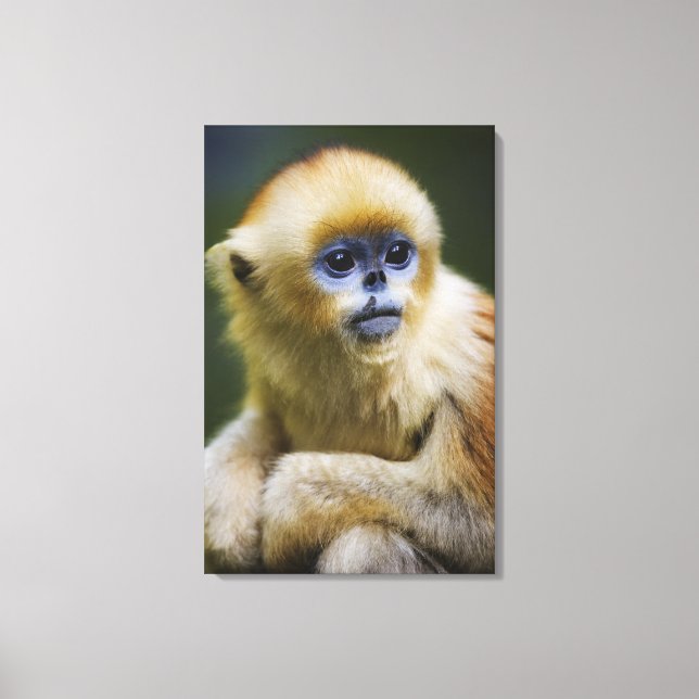 Impressão Em Tela macaco ouro (Frente)
