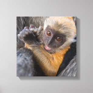 Impressão Em Tela Macaco prateado bebê da folha (Lutung,