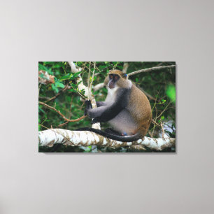 Impressão Em Tela Macaco Samango Marcado com Brinco