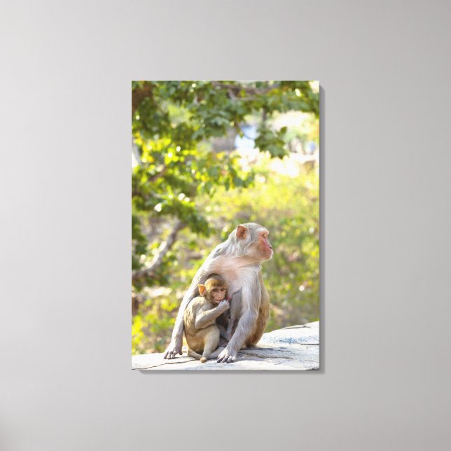 Impressão Em Tela Macacos Rhesus Macaque, mãe e bebê, na parede (Frente)