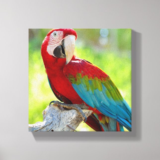 Impressão Em Tela Macaw sentado no galho (Frente)