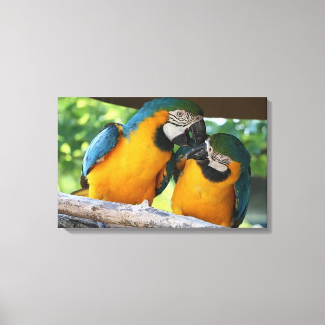 Impressão Em Tela Macaws (Frente)