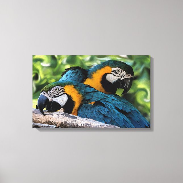 Impressão Em Tela Macaws (Frente)