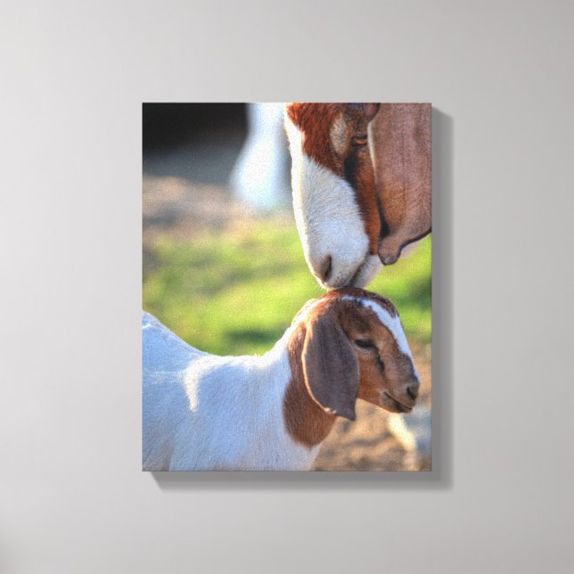 Impressão Em Tela Mãe Cabra e Bebê (Frente)