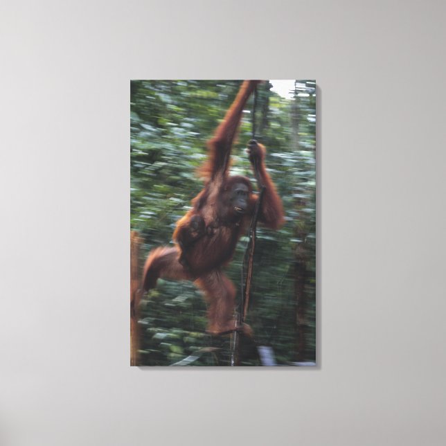 Impressão Em Tela Mãe de Orangutan com bebê 3 (Frente)