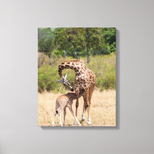 Impressão Em Tela Mãe e bebê de girafa no Quênia