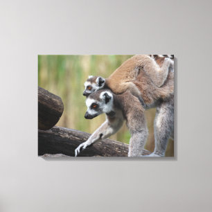 Impressão Em Tela Mãe E Bebê De Lemur De Ala