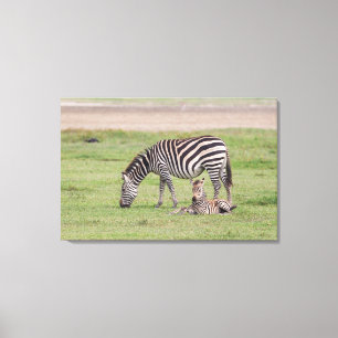 Impressão Em Tela Mãe Zebra com Potro Recém-Nascido
