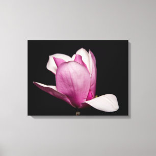 Impressão Em Tela Magnolia Rosa Bloom Negro Fundo