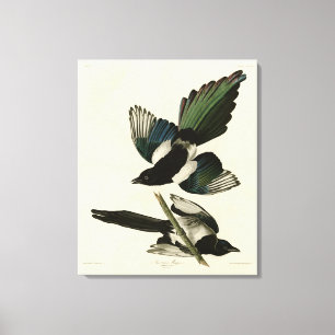 Impressão Em Tela Magpie Americano das Aves da América de Audubon