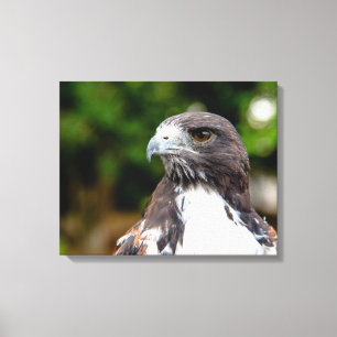 Impressão Em Tela Majestic Harris Hawk Portrait with Sharp Focus and