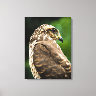 Impressão Em Tela Majestic Hawk Bird of Prey Fine Art Photography